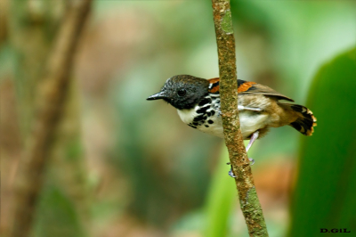 HORMIGUERO MOTEADO (Hylophylax naevioides)